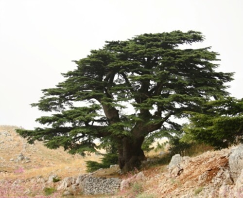 Cedrus libani (Cedar of Lebanon) - 10 seeds