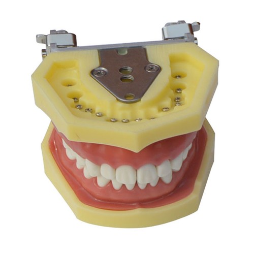 Modello denti modello educativo insegnamento modello laboratorio fornitura studio infermiere formazione display - Foto 4 di 4