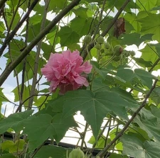 Rosemallow Mallow Confederate Rose Hibiscus mutabilis versicolor - Seeds (10)