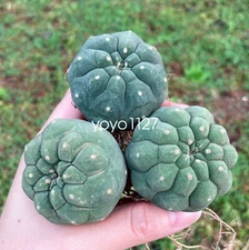 3PCS  Plant Matucana Madisoniorum RareSucculent Cute Cactus