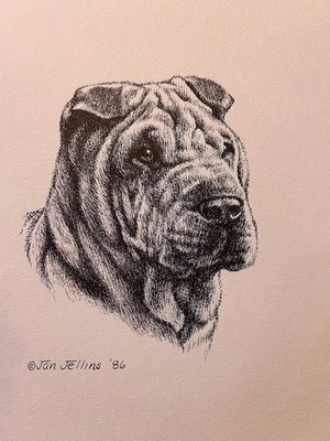 Shar Pei  Vintage Print By Jan Jellins 8 X 10
