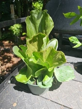 Large Staghorn Platycerium Elephantotis   Shipped Without Pot 