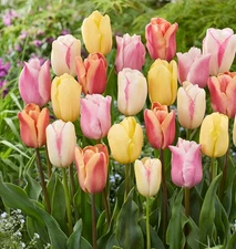 Pastel Mix Tulip Bulbs for Planting