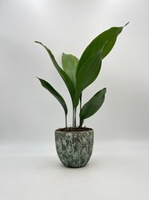 Cast Iron Plant, Aspidistra Elatior, tall plants, 13 cm pot, 40-50 cm size