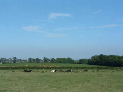 Photo 6x4 Cows taking things easy Hemley I had always thought cows lying  c2007