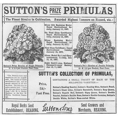 SUTTON'S Prize Primulas Victorian Advertisement 1887
