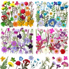 140Pcs Dried Pressed Flowers, Natural Dried Flowers Bulk with Dried Leaves fo...