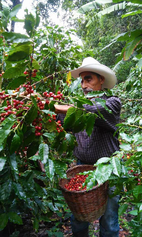 2 lb 5 lb 10 lb HONDURAS FRESH ROASTED SINGLE ORIGIN COFFEE BEANS - ARABICA - Image 2 of 4