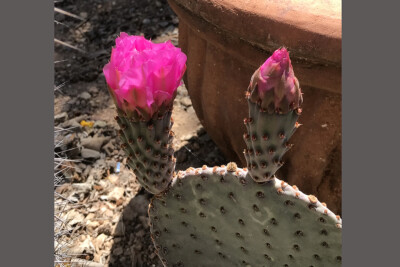 Prickly Pear Arizona Native Beaver Tail Cactus Pad Hardy Opuntia basilaris  | eBay