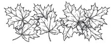 Fall Leaves Maple Autumn Border Wood Mounted Rubber Stamp NORTHWOODS N10493 New