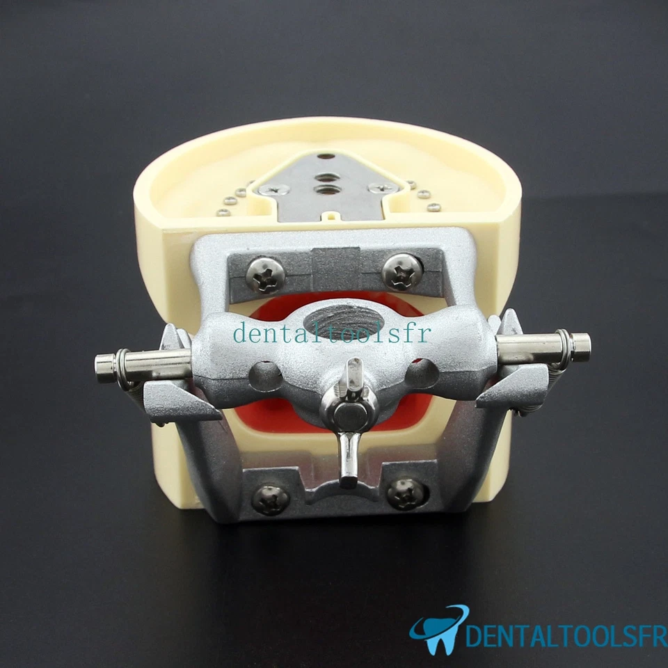 Dentaire Typodont Pratique Modèle 200 avec dents amovibles Fit Kilgore Nissin - Photo 4/4