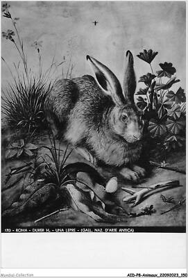 AIDP8-ANIMALS-0758 - Roma - Duration H - A Hare