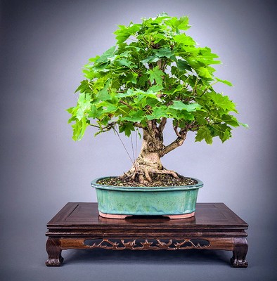 Norway Maple Seeds Acer Platanoides Shade Bonsai Ebay