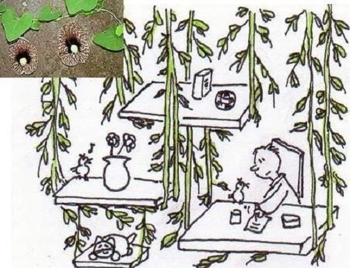 Gespensterblume fleischfressende exotische Pflanze besondere Kletterpflanze Deko - Bild 2 von 2