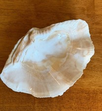 VTG Giant Clam Shell Tridacna Gigas Natural Seashell 8.5