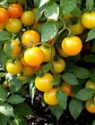 Lot of 2 SUN SUGAR YELLOW GOLDEN TOMATO LIVE PLANTS 6 to 10 inches 60 Days Old