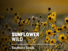 Wild Sunflower Seeds, Heirloom Vibrant Blooms, USA Grown