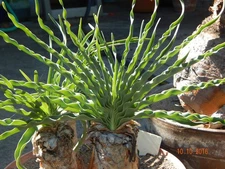 25 Boophone disticha "Port Elizabeth" Seeds, Boophane, Amaryllis  Crinum related