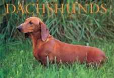 Dachshunds by Browntrout Publishers