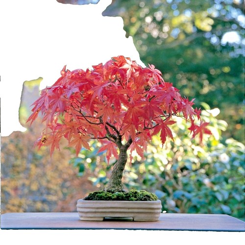 ゴートスカル盆栽 ⋆ 髑髏re盆栽／SKULL RE BONSAI™︎ TTRB-SR