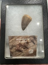 Rare Mosasaur Tooth Fossil Prognathodon  teeth Morocco Fossilized