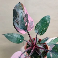 Philodendron Marble Galaxy Pink Princess – Rare Aroid – 3” Pot – Collector Plant