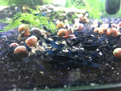 Neocaridina Live Shrimp Crystal shrimp Food  25 g !!!!!BUY 2 GET  1 FREE !!!!!!!