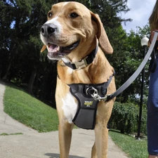 Coastal Pet Walk Right Padded Front Dog Harness- Black