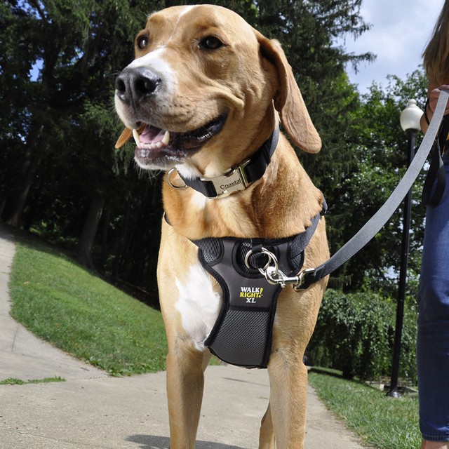 easy pet harness