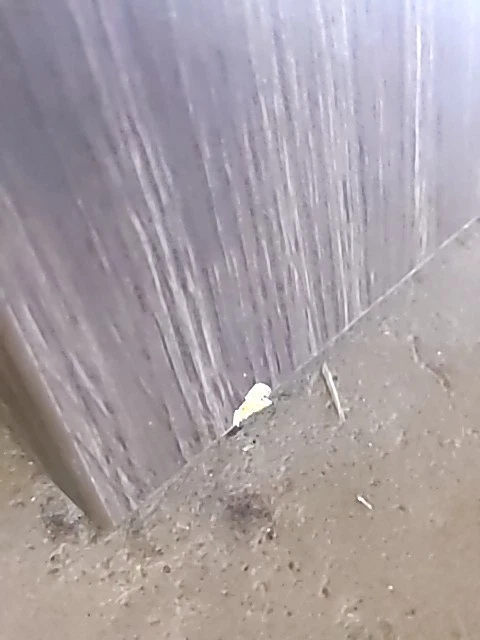 HON HONPLRW6630LS1 66 in. Rectangle Worksurface, Slate Teak - Image 2 of 2