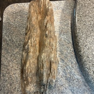 petrified wood rough