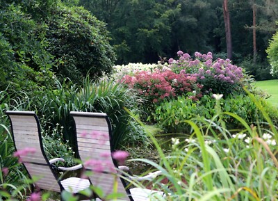 Hortensie Hydrangea paniculata 'Limelight' 40 - 60 cm im 5 Liter Container