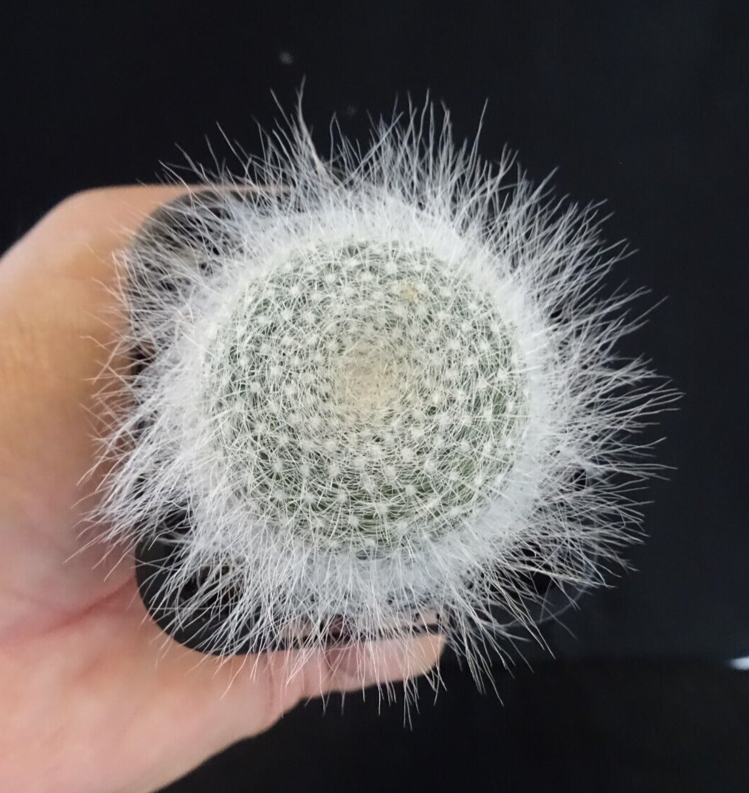 Mammillaria hahniana 'Superba' Rare x 1