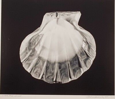 Charles Fendrock 'Lions Paw, Inside' Large Format Black & White Photograph