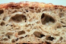 fresh very old history sourdough starter yeast from the WHARF in s.f. z