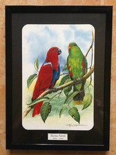 Pair Eclectus Parrot Print behind glass (596K)