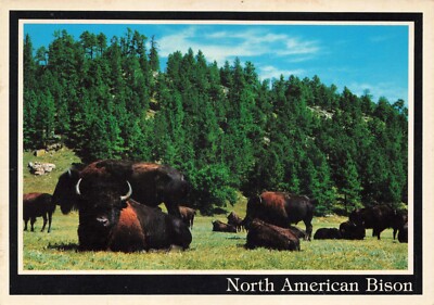 Postcard SD Buffalo Herd or North American Bison Animals Wildlife Western Plains