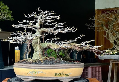 Bonsai tree || Ficus Retusa || small size || Beautifull tree
