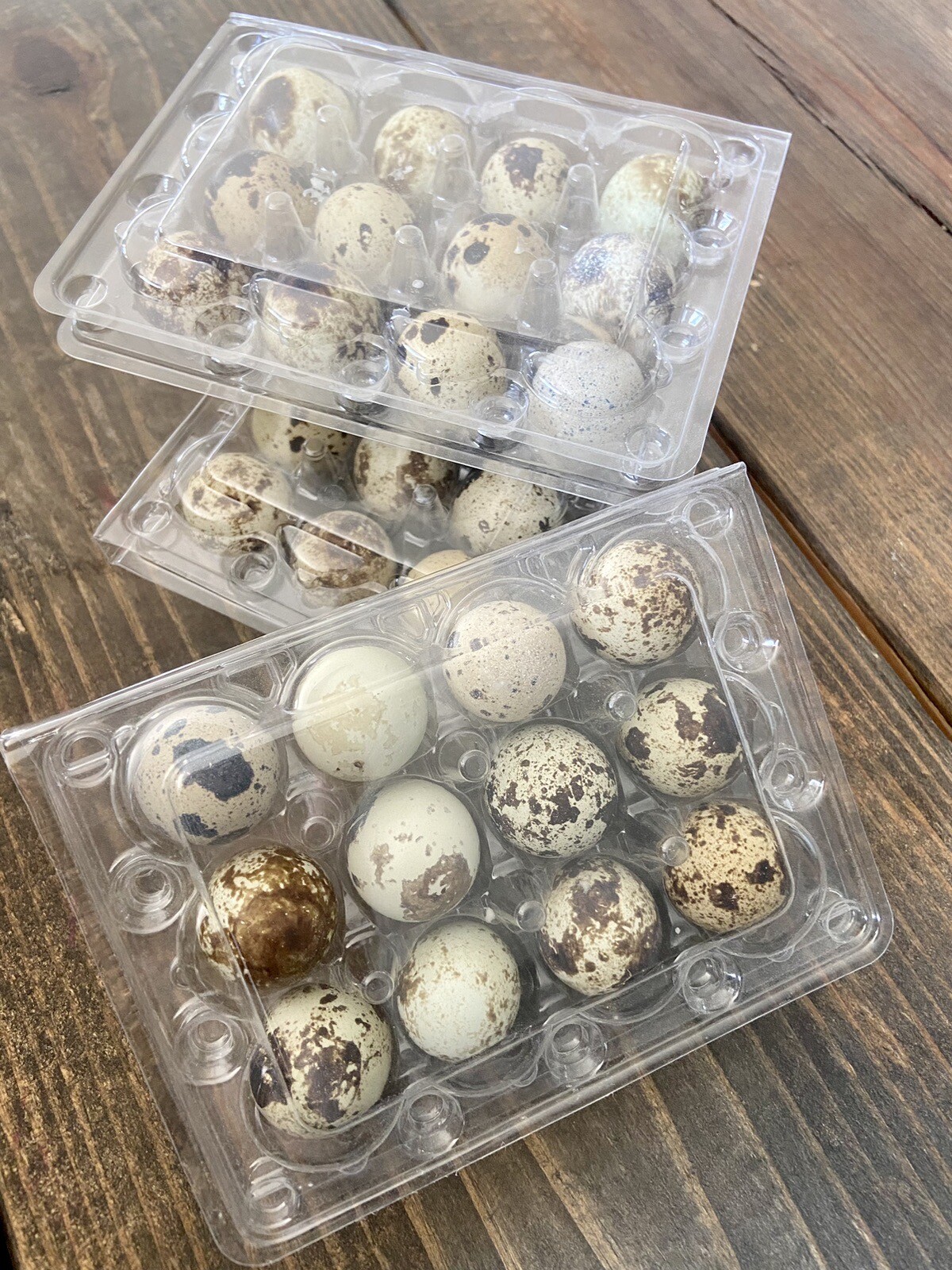 36+ Fertile Hatching Quail Coturnix Eggs JUMBO Breed Brown Japanese