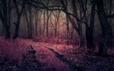 Landscape nature forest path mist trees shrubs leaves Custom Gaming Mat Desk