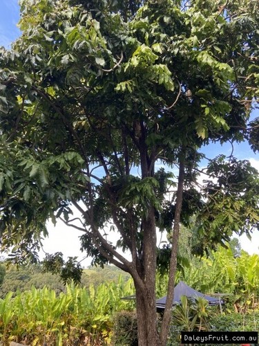 Davidsons Plum - QLD (Davidsonia pruriens) Fruit Tree Plant - Picture 6 of 10
