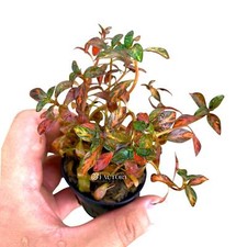 Ludwigia Atlantis  Aquarium Plants Factory 