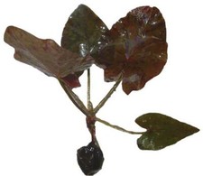 Roter Tigerlotus, Nymphaea Lotus var. Rubra, Trieb