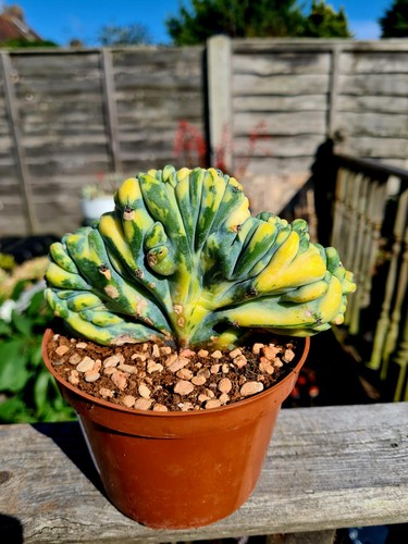 Myrtillocactus geometrizans: cactus ramificato decorativo e resistente