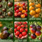 Cherry Tomato Plant 6 Pack – Apricot Zebra, Sweetheart Cherry, Black Strawberry