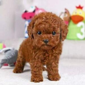 lifelike toy dog