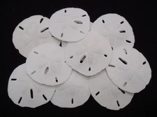 100 PCS FLORIDA KEYHOLE SAND SHELL DOLLAR DECOR WEDDING CRAFT 1 1/2" - 2"