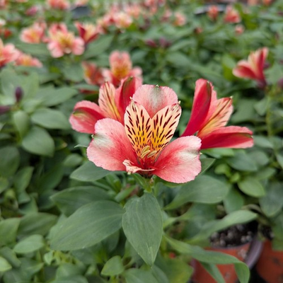 #ad Alstroemeria Inca Husky 2 Potted Plants Rooted in Quart Pots Easy to Grow $42.46