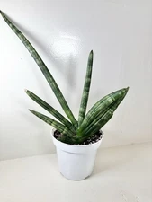 Sanseveria Cylindrica ‘Starfish’ 4” Grow Pot - Ships Bare Root
