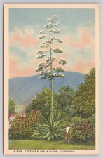 Century Plant In Bloom California Postcard